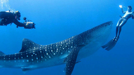 Kandu Diving