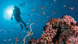 Thila Diving